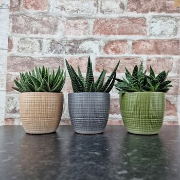 Trio Of Ceramic Planters With Succulent Plants, 3 of 4