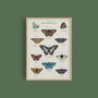 British Butterfly Art Poster, thumbnail 2 of 10