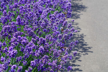 Lavender Plants 'Hidcote' In A 9cm Pot, 9 of 10