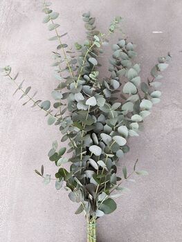 Fresh Cut Cinerea Eucalyptus Arrangement, 3 of 3