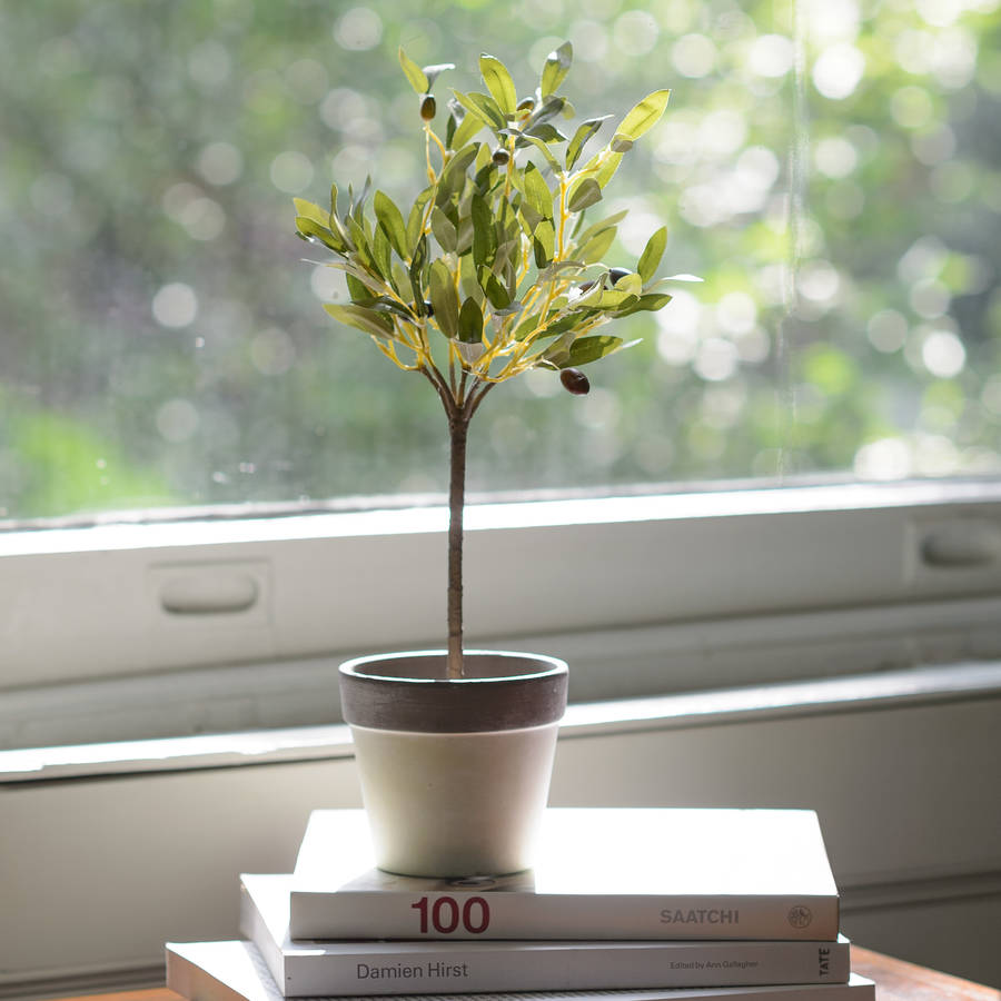 little artificial mediterranean potted olive tree plant by the flower studio