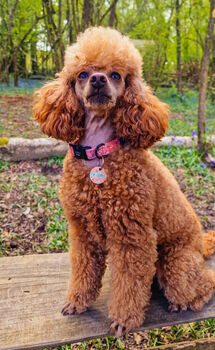 Peach And Ivy Blossom Dog Collar, 4 of 5