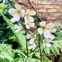 Two Stems Of White Wildflower Sculptures Art050wht, thumbnail 1 of 11