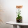 Closed Ready Made Terrarium | 'Seville', thumbnail 4 of 6