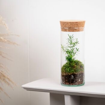 Closed Ready Made Terrarium | 'Seville', 4 of 6