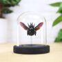 Tropical Carpenter Bee Insect Bug Moth Butterfly Bell Jar Entomology Taxidermy Interior Design Home Decor Cloche Modern Display Gift Ornament, thumbnail 1 of 4