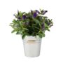 Hebe Purple Shrub – Evergreen Garden Flowering Bush, thumbnail 3 of 4