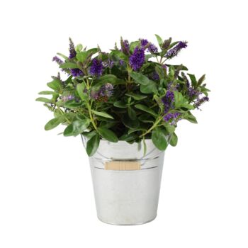 Hebe Purple Shrub – Evergreen Garden Flowering Bush, 3 of 4