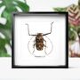 Harlequin Beetle Insect Bug Moth Butterfly Box Frame Entomology Taxidermy Interior Design Modern Home Decor Wall Hanging Display Gift Ornament, thumbnail 1 of 3
