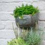Myrtle Galvanised Zinc Set Of Two Wall Planters, thumbnail 3 of 6