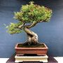 Grow Your Own Bonsai Tree Houseplant Gift Set, thumbnail 6 of 6