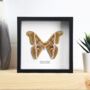 Ailanthus Silkmoth Insect Bug Moth Butterfly Box Frame Entomology Taxidermy Interior Design Modern Home Decor Wall Hanging Gift Ornament, thumbnail 1 of 3