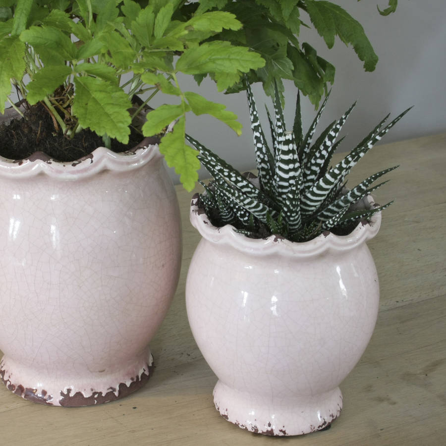 powder pink ceramic scallop edged planter by ella james