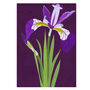 Tropical Night Iris Illustrated Greeting Card, Sustainable, Printed In England, Floral, Purple, Textured Card, All Occasion, thumbnail 2 of 2