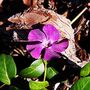Vinca Minor 'Atropurpurea' One X Plant In 1 Litre Pot, thumbnail 6 of 6