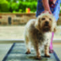 Howler And Scratch Big Paw One, thumbnail 5 of 5