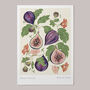 Floral Figs Art Print, thumbnail 2 of 5