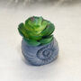 Faux Succulent In Handmade Ammonite Shell Pots, thumbnail 5 of 9