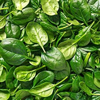 Vegetable Plants Spinach 'Renegade' Plug Pack, 4 of 6