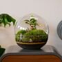 Diy Large Terrarium Kit With Ficus Bonsai | 'Osaka', thumbnail 1 of 12
