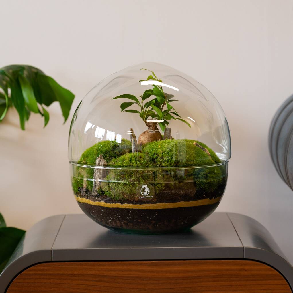 Terrarium DIY Kit - Dome XL Ficus Ginseng Bonsai - Bottle Garden - ↑ 30 cm