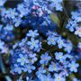 Bedding Plants Forget Me Not Blue Ball Six Plant Pack, thumbnail 2 of 5