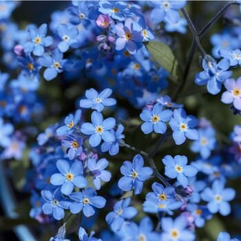 Bedding Plants Forget Me Not Blue Ball Six Plant Pack, 2 of 5