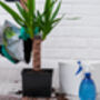 Yucca Elegant Single Stem Houseplant, thumbnail 3 of 5