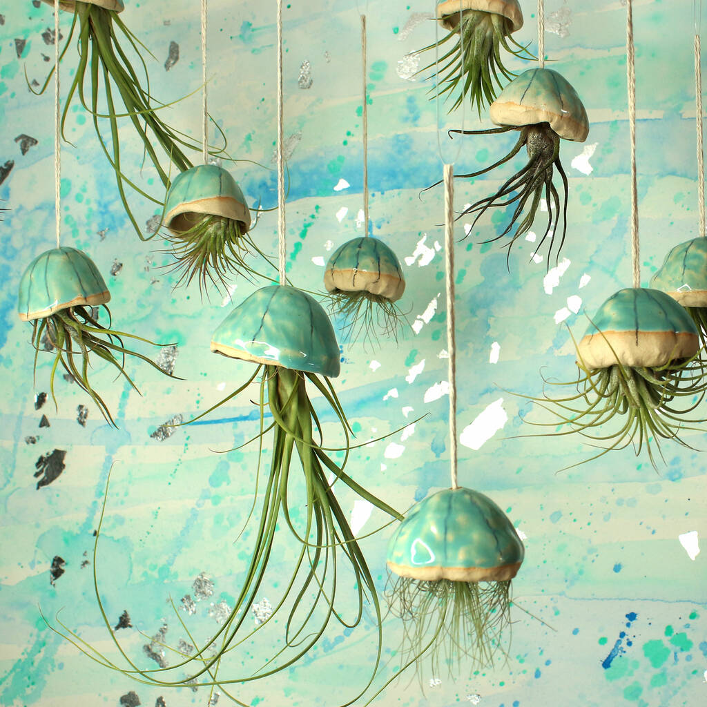 Jellyfish Air Plants, 1 of 10
