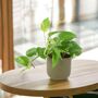 Golden Pothos In 12cm Pot – Easy Care Air Purifying Houseplant, thumbnail 7 of 7