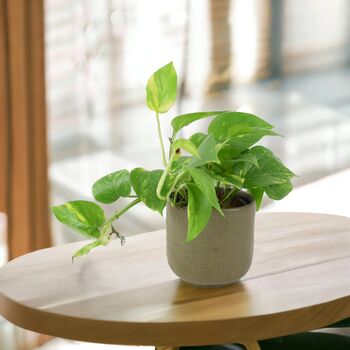Golden Pothos In 12cm Pot – Easy Care Air Purifying Houseplant, 7 of 7