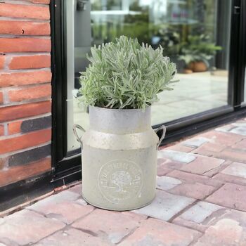 Lavender Angustifolia In Milk Churn Planter, 2 of 3