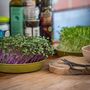 Organic Microgreen Seeds | Red Cabbage, thumbnail 2 of 2