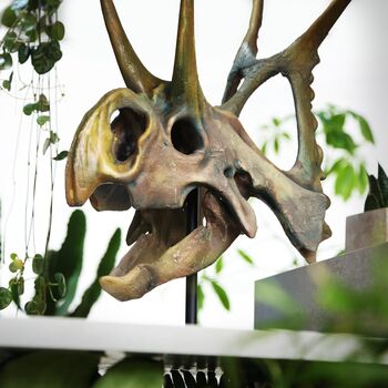 Large Hand Painted Diabloceratops Skull Dinosaur Sculpture Museum Quality 3D Resin Fossil Model On Black Metal Stand, Statement Home Decor, 3 of 4