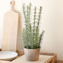Faux Potted Rosemary Herb Plant, thumbnail 1 of 2