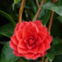 Camellia Roger Hall, Plant Gift, thumbnail 2 of 2
