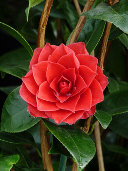 Camellia Roger Hall, Plant Gift, 2 of 2