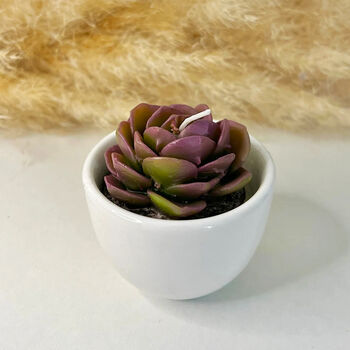 Succulent Candles In White Ceramic Pots, 7 of 10