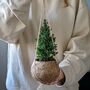 Kokodama Miniature Christmas Tree, thumbnail 3 of 4