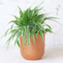Curved Terracotta Plant Pot, thumbnail 3 of 4