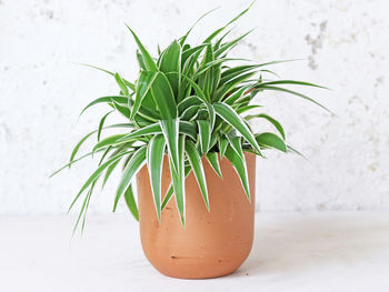 Curved Terracotta Plant Pot, 3 of 4