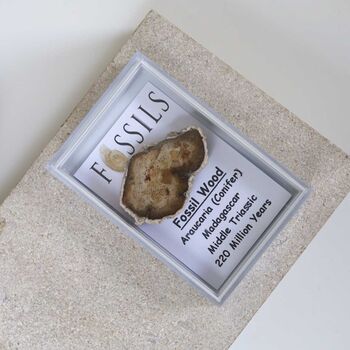 Fossil Wood Slice Araucaria Conifer, 6 of 10