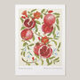 Pomegranate Art Print, thumbnail 3 of 6