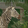 Zebra In Conservatory, Tropical Art Print, thumbnail 7 of 8