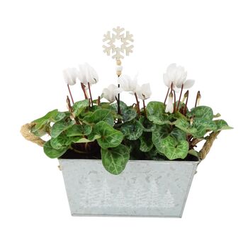 White Cyclamen Christmas Trough Festive Outdoor Planter Gift, 3 of 3