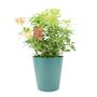 Pieris Forest Flame Evergreen Shrub In 5 L Pot, thumbnail 3 of 7