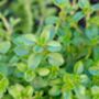 Thyme 'Old English' Seeds, thumbnail 3 of 4