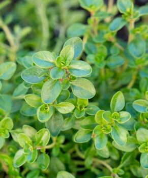 Thyme 'Old English' Seeds, 3 of 4