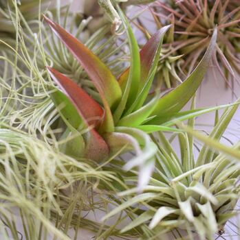 Air Plant Varieties Plant Gift For Plant Lover, 10 of 12