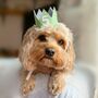 Gingham Dog Birthday Crown, thumbnail 3 of 10